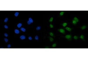 IF analysis of ARL6IP6 using anti-ARL6IP6 antibody (ABIN7603020). (ARL6IP6 antibody  (Middle Region))