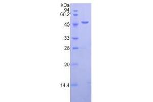 SDS-PAGE analysis of Human LAMP2 Protein.