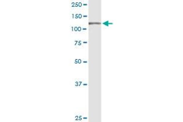 UBE4A antibody  (AA 974-1073)