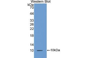 Western blot analysis of recombinant Mouse MCP3. (CCL7 antibody  (AA 28-97))