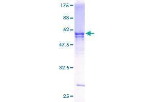 UBE2R2 Protein (AA 1-238) (GST tag)