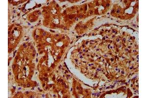 IHC image of ABIN7164887 diluted at 1:200 and staining in paraffin-embedded human kidney tissue performed on a Leica BondTM system.