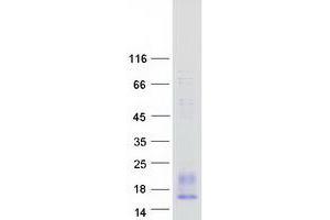 Validation with Western Blot (PF4V1 Protein (Myc-DYKDDDDK Tag))