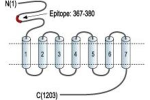 Representative domain view of the target of ABIN7043251.