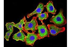 Immunofluorescence analysis of HL-7702 cells using CDH11 mouse mAb (green). (OB Cadherin antibody  (AA 468-617))