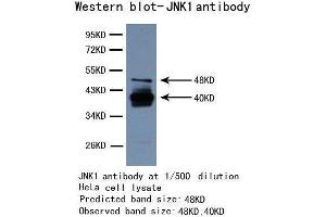 Western Blotting (WB) image for anti-Mitogen-Activated Protein Kinase 8 (MAPK8) antibody (ABIN1873630) (JNK antibody)