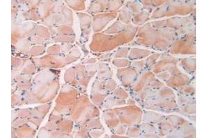 Detection of RETN in Mouse Skeletal Muscle Tissue using Monoclonal Antibody to Resistin (RETN) (Resistin antibody  (AA 21-114))