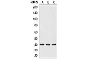 Western blot analysis of Opticin expression in HeLa (A), mouse heart (B), rat heart (C) whole cell lysates. (OPTC antibody  (C-Term))