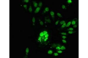 Immunofluorescent analysis of Hela cells using ABIN7168111 at dilution of 1:100 and Alexa Fluor 488-congugated AffiniPure Goat Anti-Rabbit IgG(H+L) (RNASEH2C antibody  (AA 1-164))