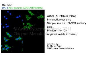 Image no. 1 for anti-Adducin 3 (Gamma) (ADD3) (C-Term) antibody (ABIN786068) (ADD3 antibody  (C-Term))