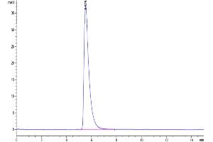 The purity of Biotinlylated human ACE2 is greater than 95 % as determined by SEC-HPLC. (ACE2 Protein (His-Avi Tag,Biotin))