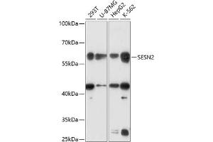 Western blot analysis of extracts of various cell lines, using SESN2 antibody (ABIN6128760, ABIN6147623, ABIN6147625 and ABIN6218513) at 1:3000 dilution. (Sestrin 2 antibody  (AA 211-480))
