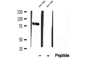 Western blot analysis of extracts of mouse thymus tissue, using TMEM173/STING antibody.