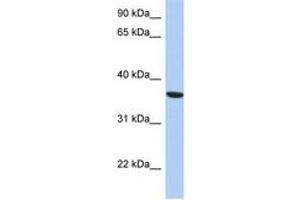 Image no. 1 for anti-Phosphoseryl-tRNA Kinase (PSTK) (AA 143-192) antibody (ABIN6743250) (PSTK antibody  (AA 143-192))