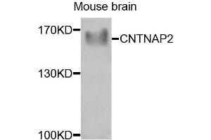 Western blot analysis of extracts of mouse brain, using CNTNAP2 antibody (ABIN4903332) at 1:1000 dilution. (CNTNAP2 antibody)