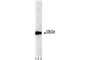 Western blot analysis of Caveolin 3 on rat muscle. (Caveolin 3 antibody  (AA 3-24))