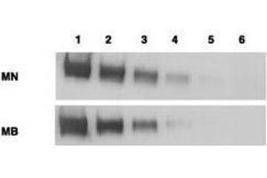 Western blotting using  anti-mesothelin antibodies to detect mesothelin-Fc at 100 ng (lane 1), 25 ng (lane 2), 6 ng (lane 3), 2 ng (lane 4) and 0. (Mesothelin antibody  (Extracellular, Extracellular Domain))