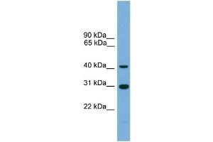 WB Suggested Anti-C1orf51 Antibody Titration: 0.