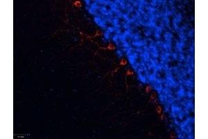 Expression of α1B-Adrenoceptor in rat cerebellum - Immunohistochemical staining of frozen section of rat cerebellum using Anti-α1B-Adrenergic Receptor (extracellular) Antibody (ABIN7042897, ABIN7043914 and ABIN7043915), (1:100). (ADRA1B antibody  (Extracellular, N-Term))