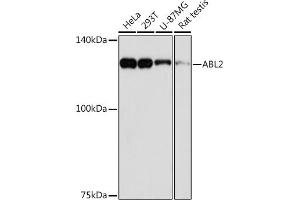 Western blot analysis of extracts of various cell lines, using  Rabbit mAb (ABIN7265361) at 1:1000 dilution. (ABL2 antibody)