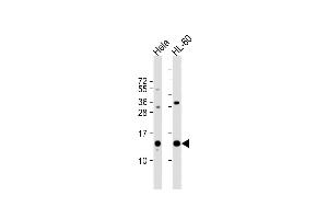 All lanes : Anti-PHF5A Antibody (C-term) at 1:1000 dilution Lane 1: Hela whole cell lysate Lane 2: HL-60 whole cell lysate Lysates/proteins at 20 μg per lane. (PHF5A antibody  (C-Term))