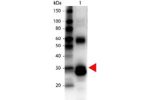 Western Blot of Biotin Conjugated Rabbit anti-L-Asparaginase Antibody. (ASRGL1 antibody  (Biotin))