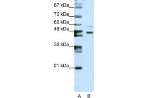 Western Blotting (WB) image for anti-Zinc Finger Protein 558 (ZNF558) antibody (ABIN2461973) (ZNF558 antibody)