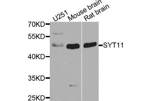 Western blot analysis of extract of various cells, using SYT11 antibody. (SYT11 antibody)