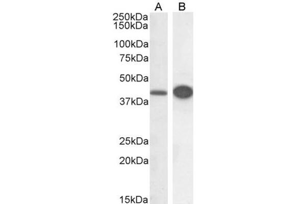 DAP3 anticorps  (C-Term)