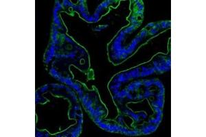 IF analysis of Villin using anti-Villin antibody (ABIN3042343). (Villin 1 antibody  (C-Term))