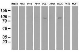 Image no. 2 for anti-Dipeptidyl-Peptidase 9 (DPP9) antibody (ABIN1497899) (DPP9 antibody)