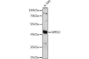 Western blot analysis of extracts of A-549 cells, using GPR32 antibody (ABIN7267303) at 1:1000 dilution. (GPR32 antibody  (AA 1-100))
