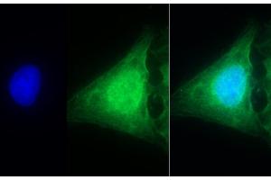 Detection of CASP1 in Human U2OS cell using Polyclonal Antibody to Caspase 1 (CASP1) (Caspase 1 antibody  (AA 120-297))