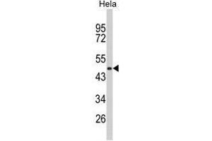 Western blot analysis of TMPRSS3 Antibody (Center) in Hela cell line lysates (35ug/lane). (TMPRSS3 antibody  (Middle Region))