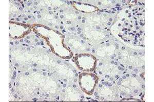 Image no. 1 for anti-NADPH Dependent Diflavin Oxidoreductase 1 (NDOR1) antibody (ABIN1499655) (NDOR1 antibody)
