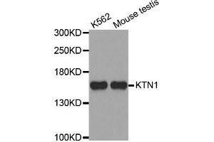 Western Blotting (WB) image for anti-Kinectin 1 (Kinesin Receptor) (KTN1) antibody (ABIN1980246) (KTN1 antibody)