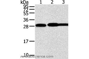 Western blot analysis of Hela, lovo and A431 cell, using STX10 Polyclonal Antibody at dilution of 1:800