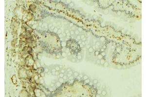 ABIN6277019 at 1/100 staining Mouse colon tissue by IHC-P. (RPS19 antibody  (Internal Region))