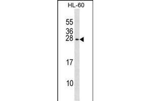 RGS2 Antibody (N-term) (ABIN1881749 and ABIN2839036) western blot analysis in HL-60 cell line lysates (35 μg/lane). (RGS2 antibody  (N-Term))