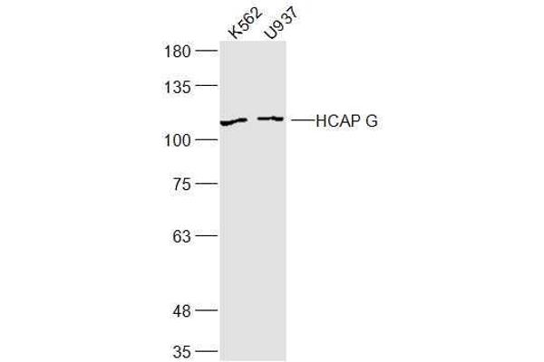 NCAPG anticorps  (AA 161-170)