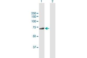 Western Blot analysis of MTMR6 expression in transfected 293T cell line by MTMR6 MaxPab polyclonal antibody.