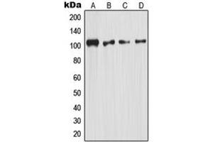 Western blot analysis of NF-kappaB p105 expression in HeLa (A), mouse kidney (B), rat kidney (C), rat liver (D) whole cell lysates. (NFKB1 antibody  (C-Term))