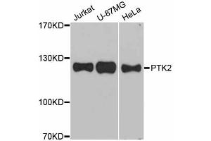 Western blot analysis of extracts of various cell lines, using PTK2 antibody. (FAK antibody)