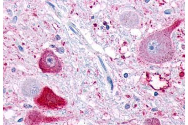 NPFFR1 antibody  (Extracellular Domain)