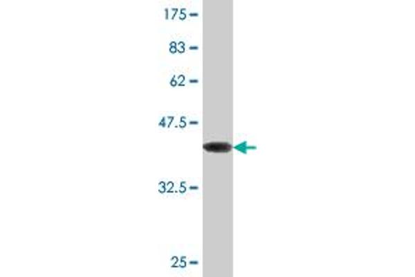 TWIST2 antibody  (AA 1-160)