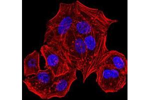 Immunocytochemistry (ICC) image for anti-Major Histocompatibility Complex, Class I, B (HLA-B) (AA 241-362) antibody (ABIN5542338)