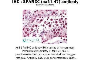 Image no. 1 for anti-SPANX Family, Member C (SPANXC) (AA 31-47) antibody (ABIN1739580) (SPANXC antibody  (AA 31-47))