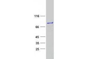Validation with Western Blot (ESRP2 Protein (Myc-DYKDDDDK Tag))