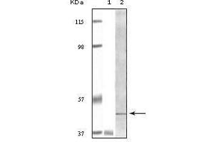 Western blot analysis using BLK mouse mAb against truncated BLK recombinant protein Raji cell lysate. (BLK antibody)
