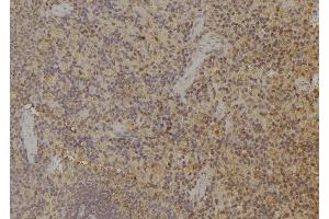 ABIN6274942 at 1/100 staining Rat spleen tissue by IHC-P. (ARPP21 antibody  (Internal Region))